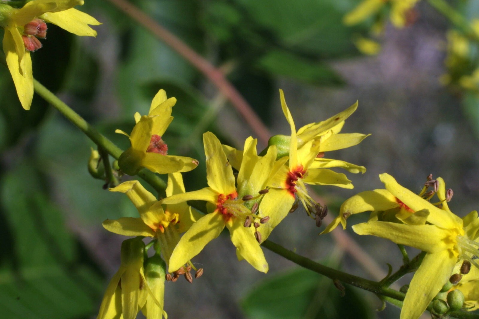 Golden Raintree, Koelreuteria paniculata, Tree Seeds