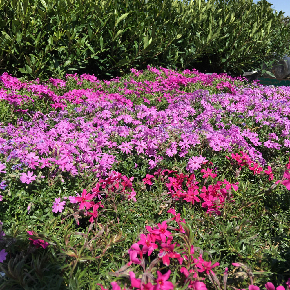 Red Wings Creeping Phlox 15 Plants in 3-1/2 inch Pots