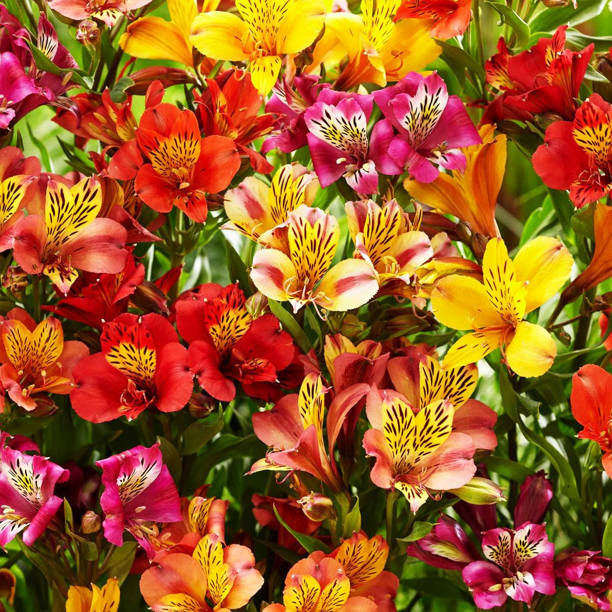 30+ Mixed Alstroemeria Seeds for Planting Outdoors-Perennial Peruvian Lily Flowe