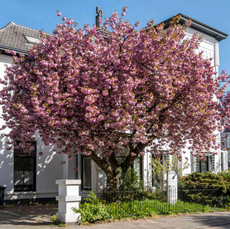 Kwanzan Japanese Cherry Tree – 8-14″ Tall Live Plant – 2.5″ Pot – Pink Flowering