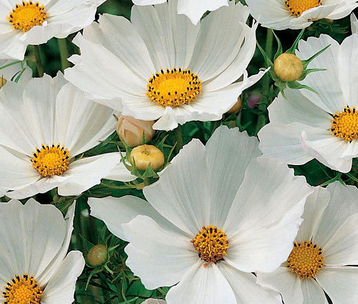 COSMOS SONATA WHITE DWARF Cosmos Bipinnatus – 100 Seeds
