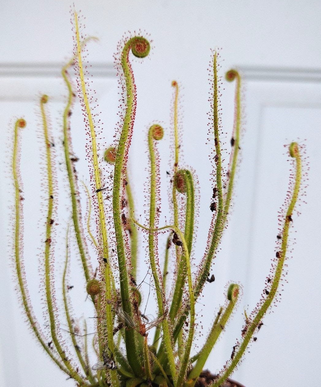 Live Carnivorous Plants – Drosera Florida Giant Sundew (large size)