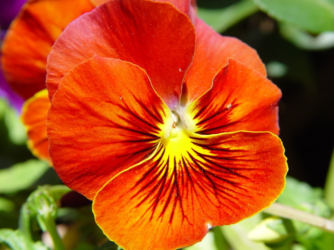 50 RED & YELLOW PANSY VIOLA Violet Flower Seeds *Flat S/H
