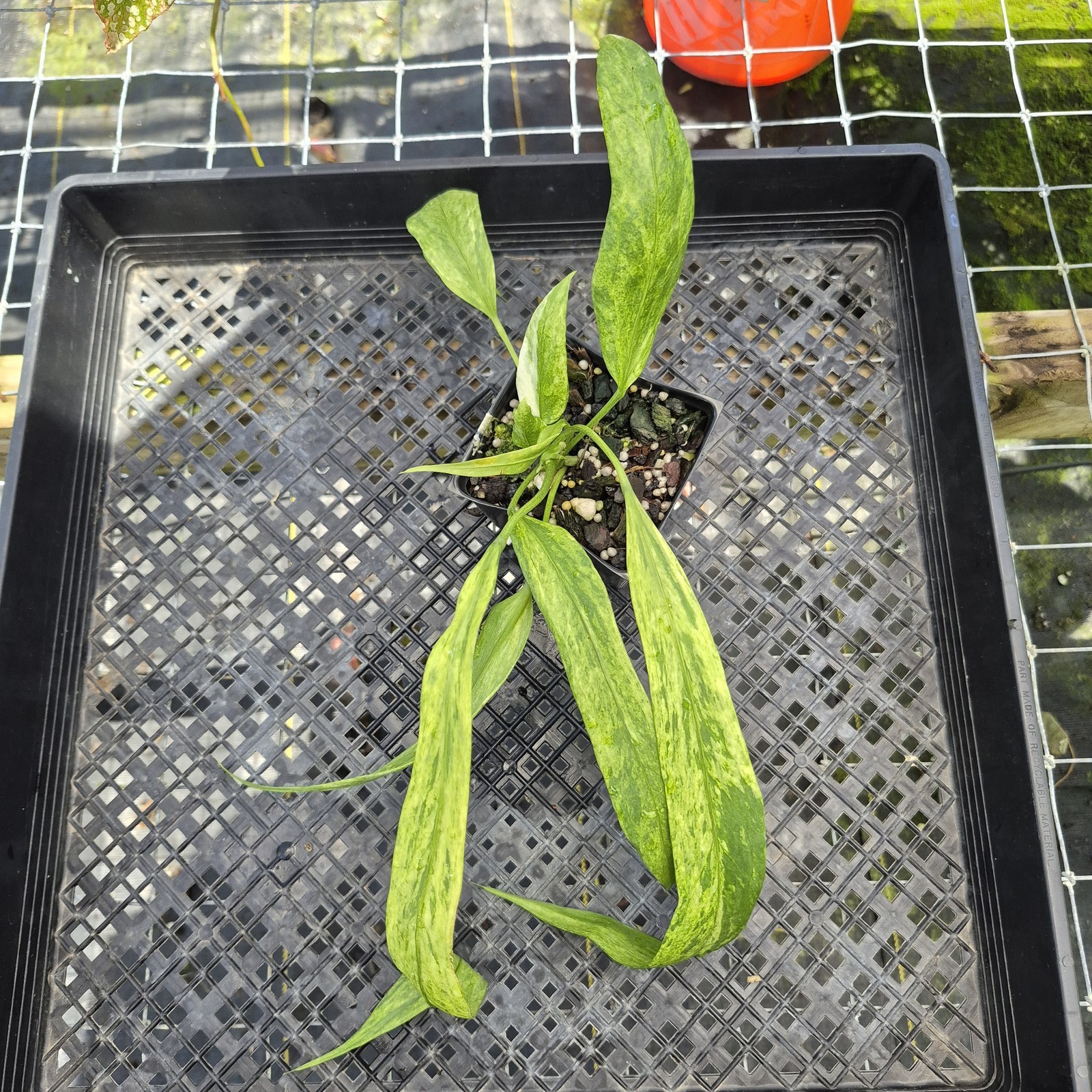Anthurium Vittarifolium , Exact Plant Variegated Ships Nationwide