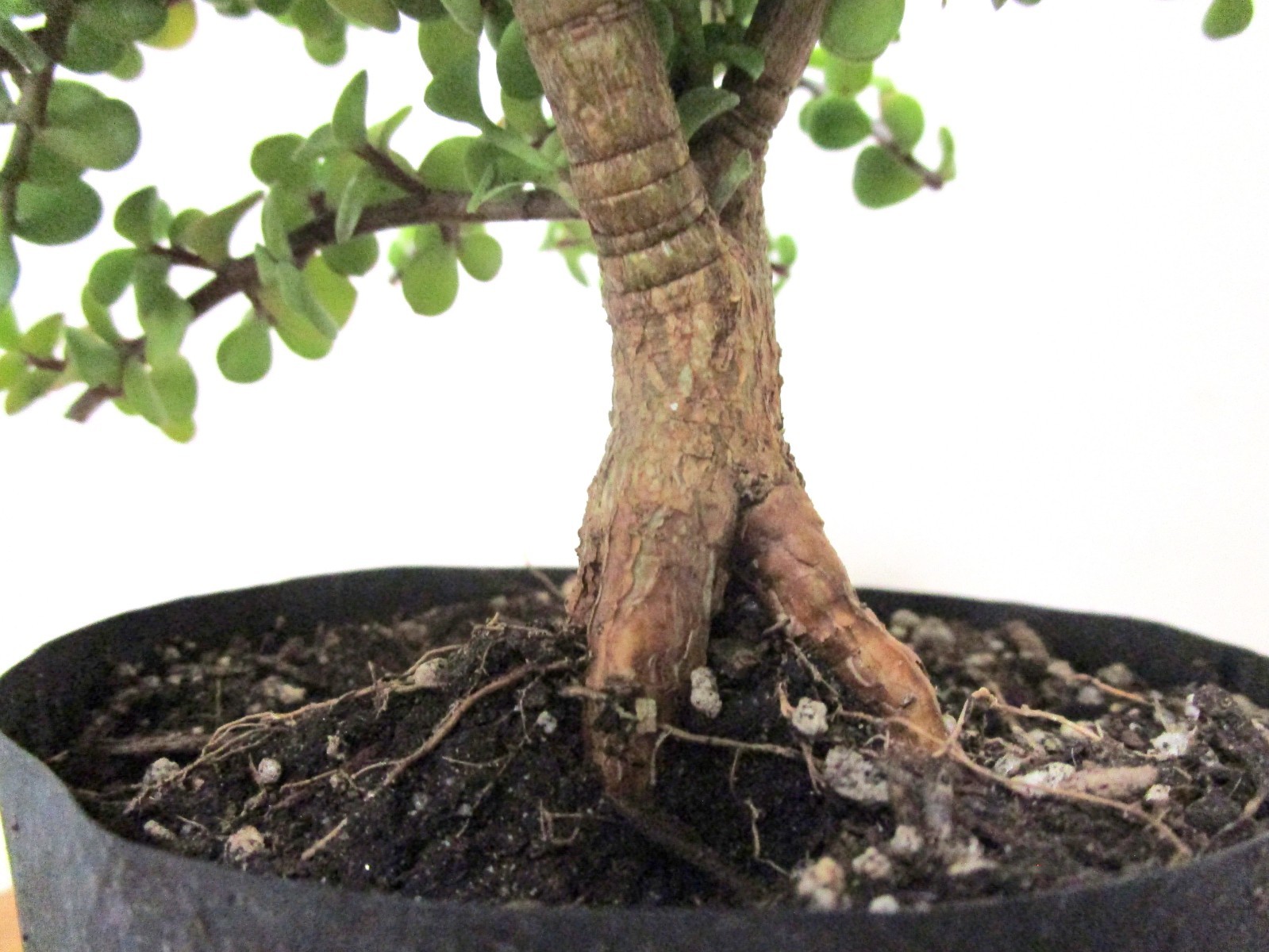 Fat Portulacaria Jade Crassula plant for shohin mame bonsai tree thick trunk