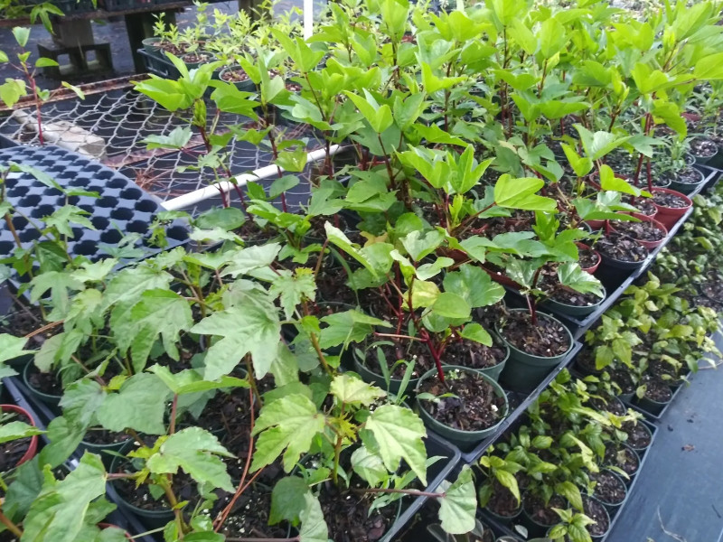 Roselle Hibiscus Plant – 4-8″ Tall – Edible Red Calyx Plant for Tea, Gardens