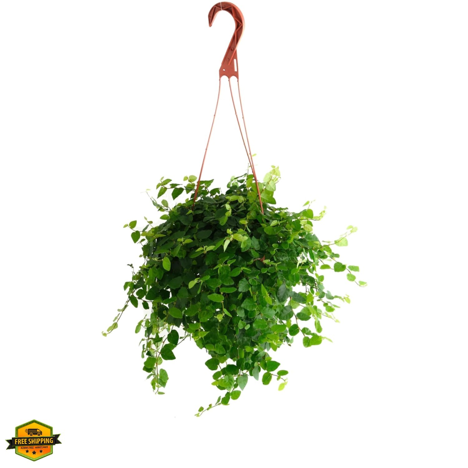 Ficus Repens Creeping Fig, Live Indoor Plant, Low Maintenance Trailing Housep…