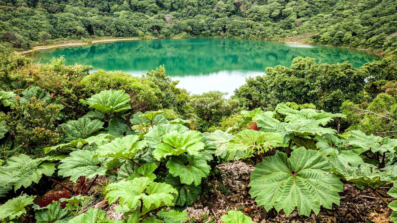 10 GUNNERA INSIGNIS Giant Rhubarb (Leaves to 6′, Red Flower Spikes to 3′) Seeds