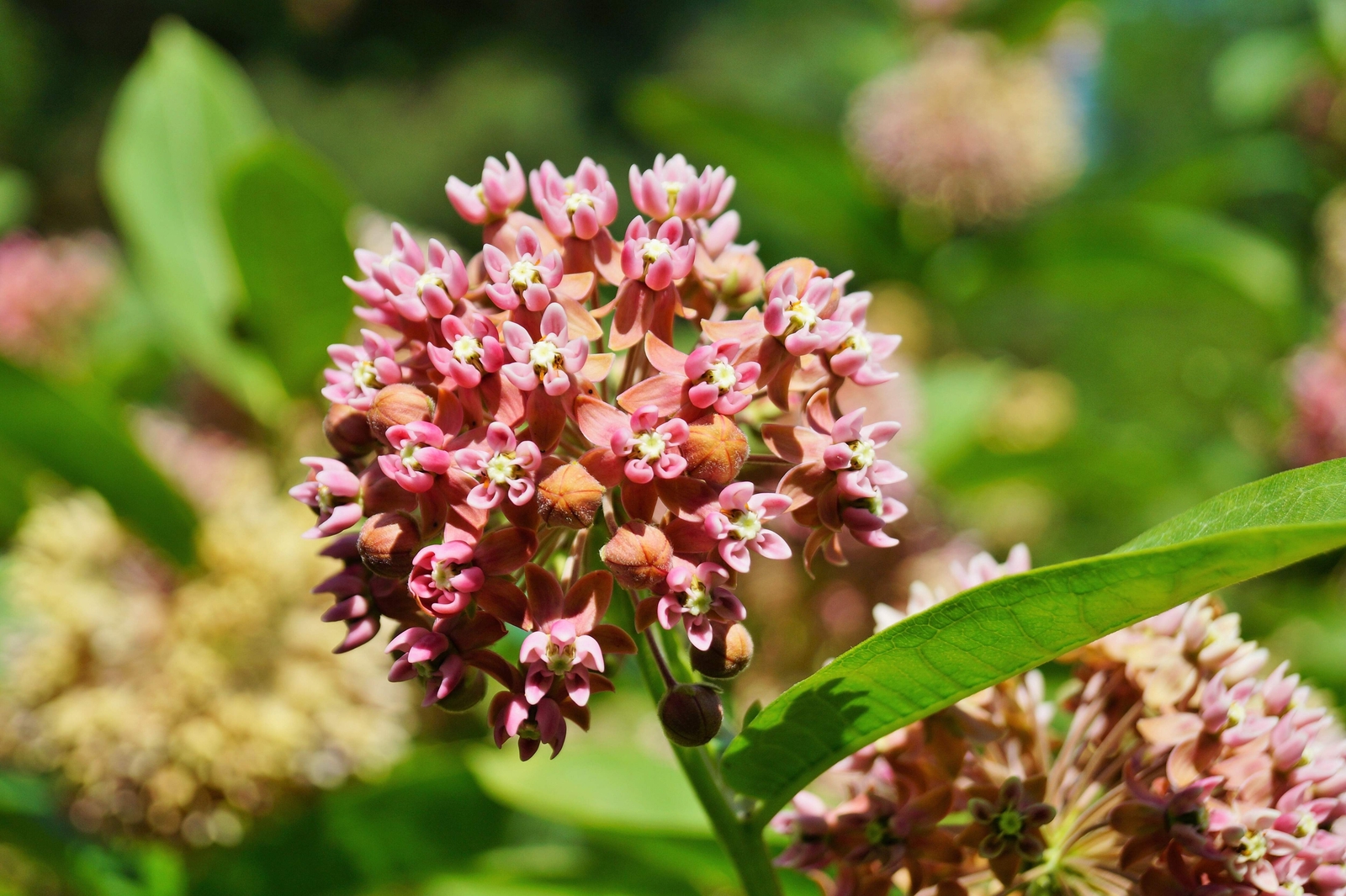 100 PINK COMMON MILKWEED Asclepias Syriaca MONARCHS! Flower Seeds *Flat S/H