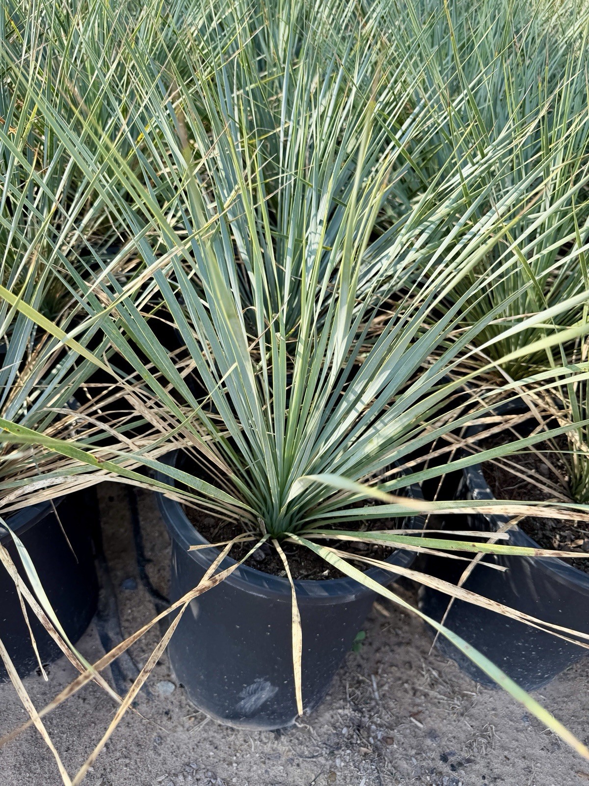 BLUE BIG BEND YUCCA ROSTRATA HARDY SUCCULENT LIVE PLANT BARE ROOT 18”-20” Tall