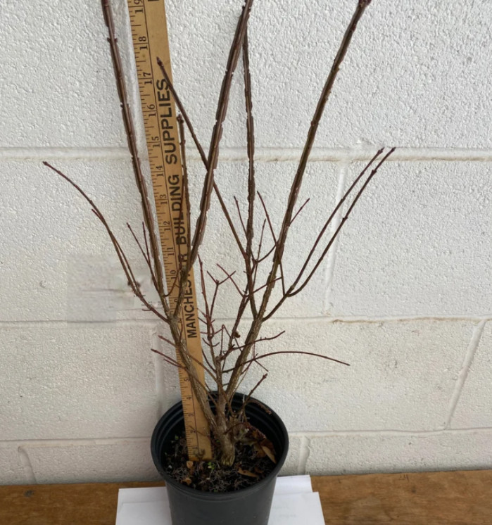 Dwarf Burning Bush – Live Plant in Gallon Pot (12–24″ Tall) – Hardy Shrub