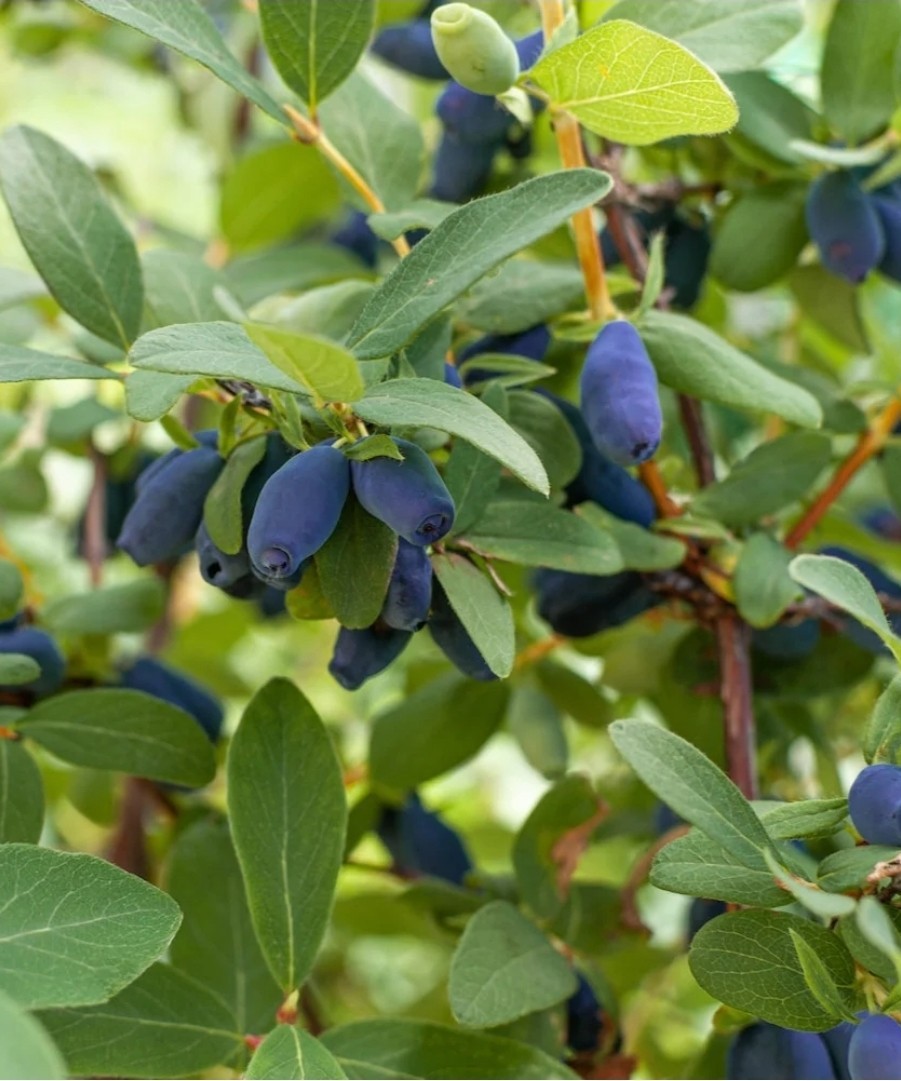 (4) One Each Indigo Gem, Indigo Treat, Aurora, Tundra Honeyberry 3YR LIVE PLANTS