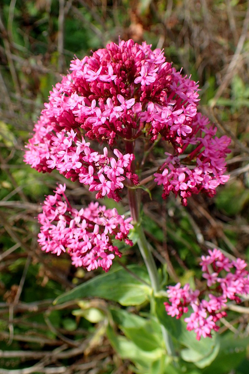 RED VALERIAN, 105 SEEDS, CENTRANTHUS RUBER, JUPITERS BEARD, KISS ME QUICK, PINK