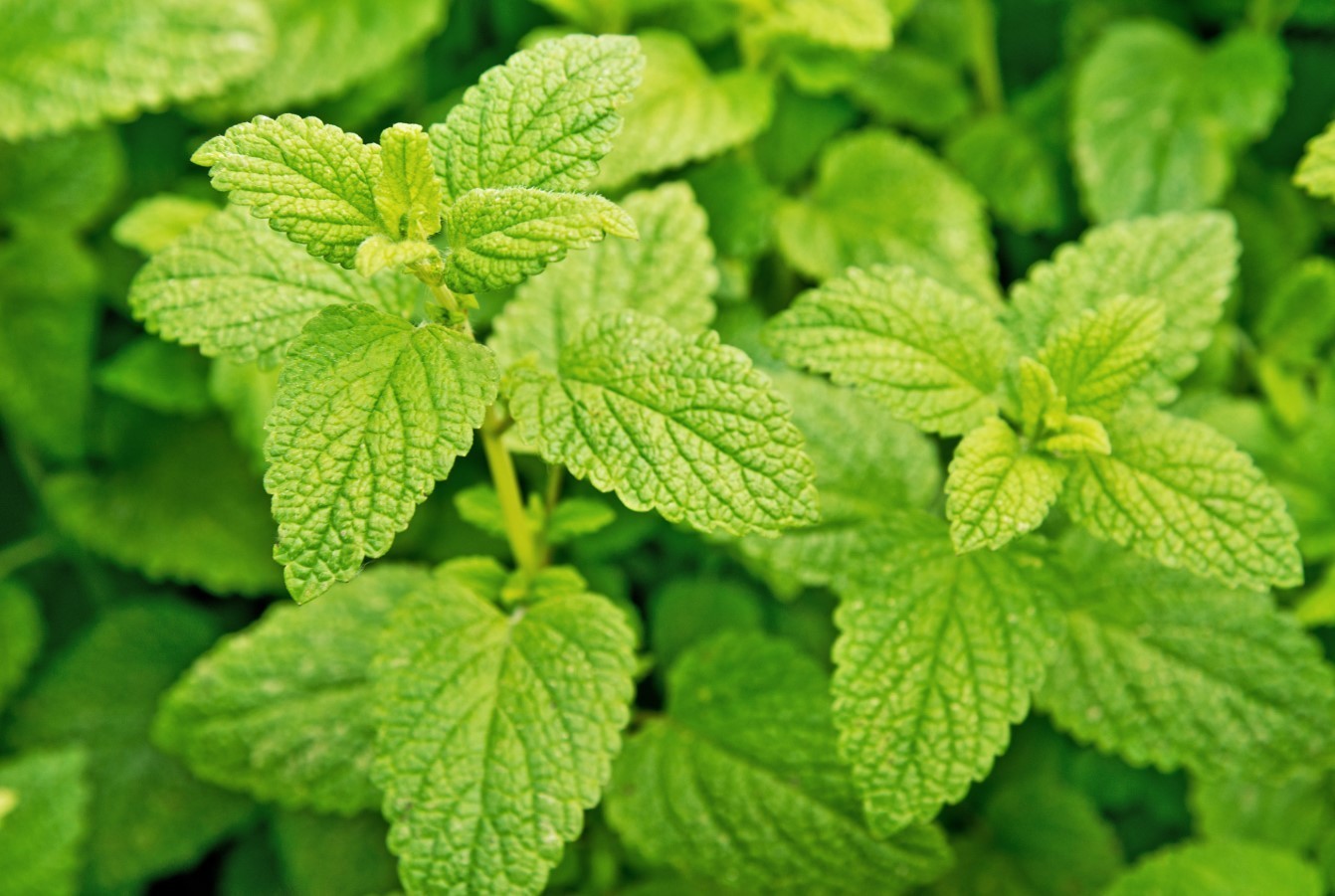 Lemon Balm Live Starter Plants – 3-6″ Tall – Fragrant Perennial Herb – Zones 4-9