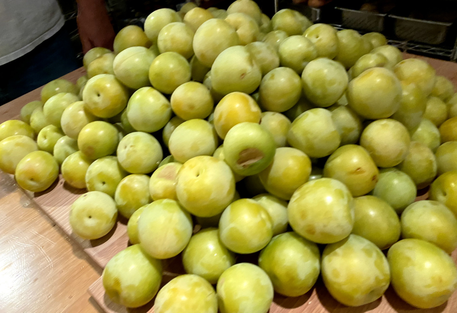4 cuttings Japanese Yellow Plum Large Juicy Delicious Fruits Edible Landscaping