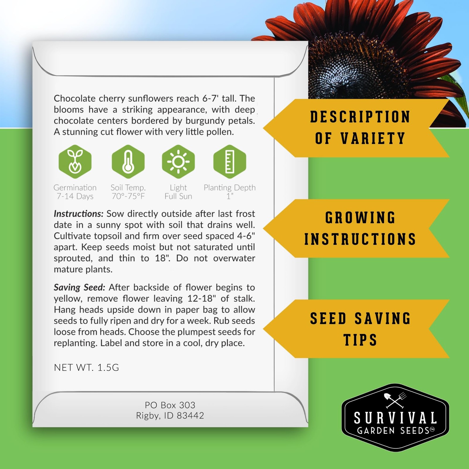 Chocolate Cherry Sunflower Seeds for Planting | Rare Burgundy Black burgundy