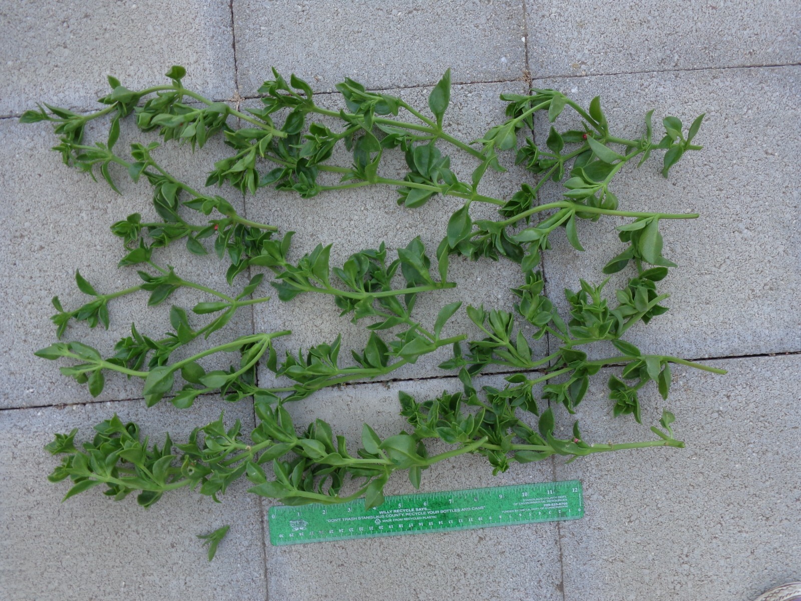 20 Cuttings Aptenia cordifolia ‘Red/Pink Apple Ice Plant’ ‘Baby Sun Rose’ 4″-7″