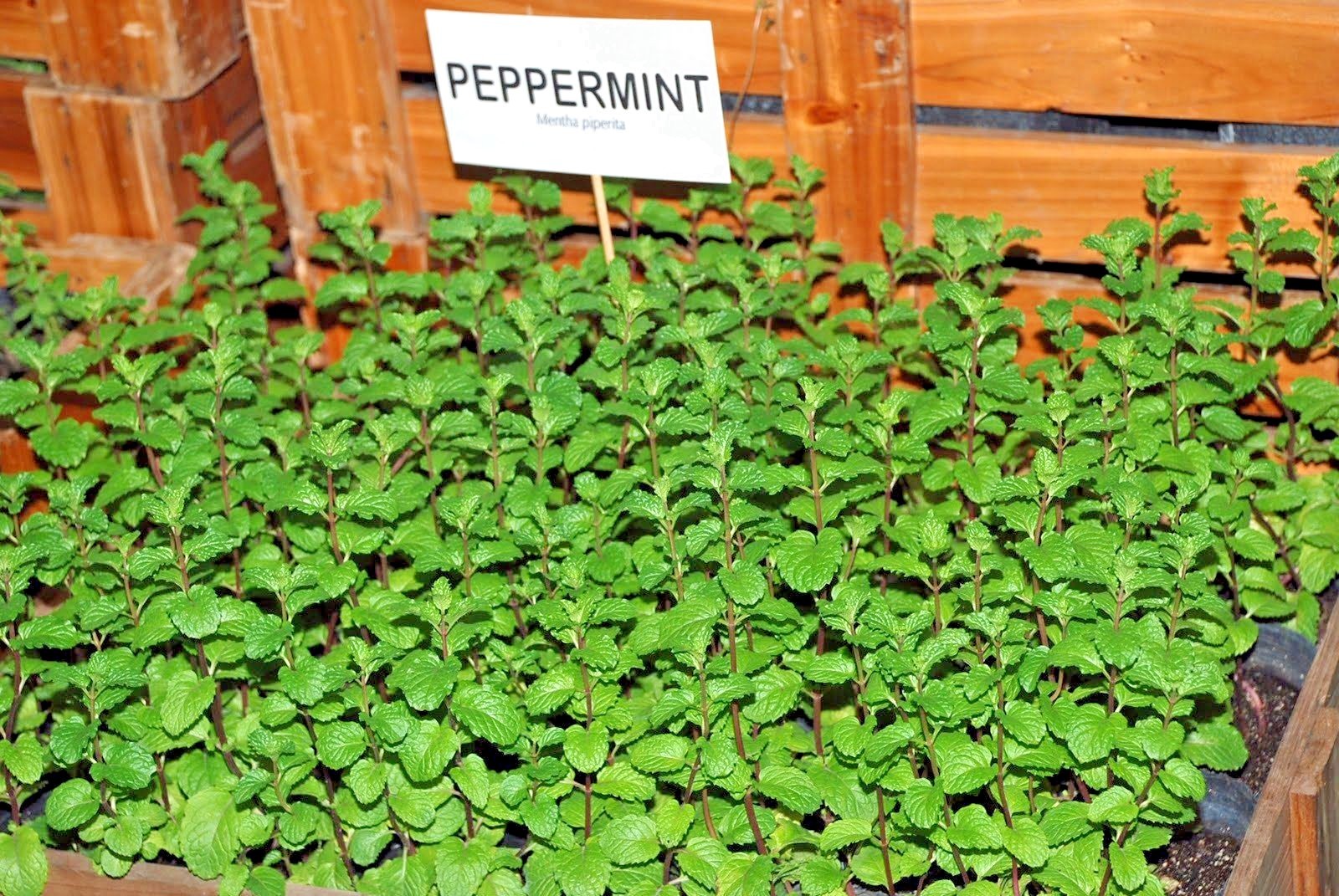 300+PEPPERMINT Seeds Teas Culinary Medicinal Organic Container Shade Garden Herb