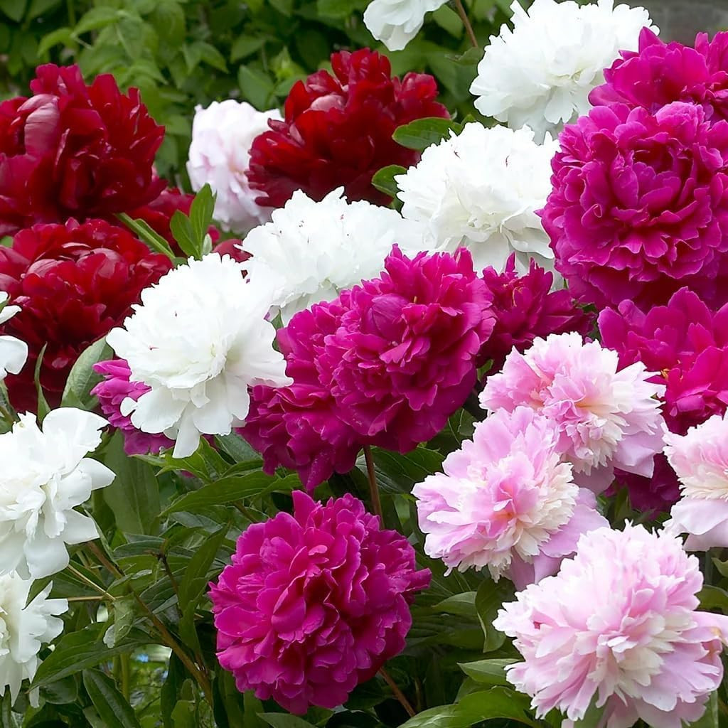 Rare Peony Seeds for Planting – 100+ Peony Seeds Heirloom Seeds Beautiful Flower
