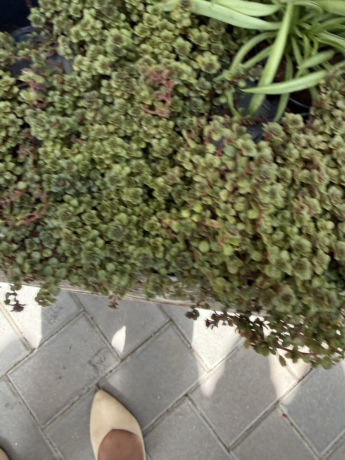 Pilea Depress Rare Plants