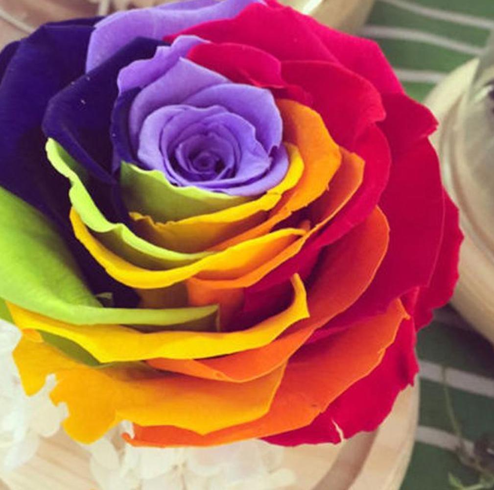 25pc RAINBOW ROSE SEEDS Garden Plant Flower rare exotic USA seller FREE shipping