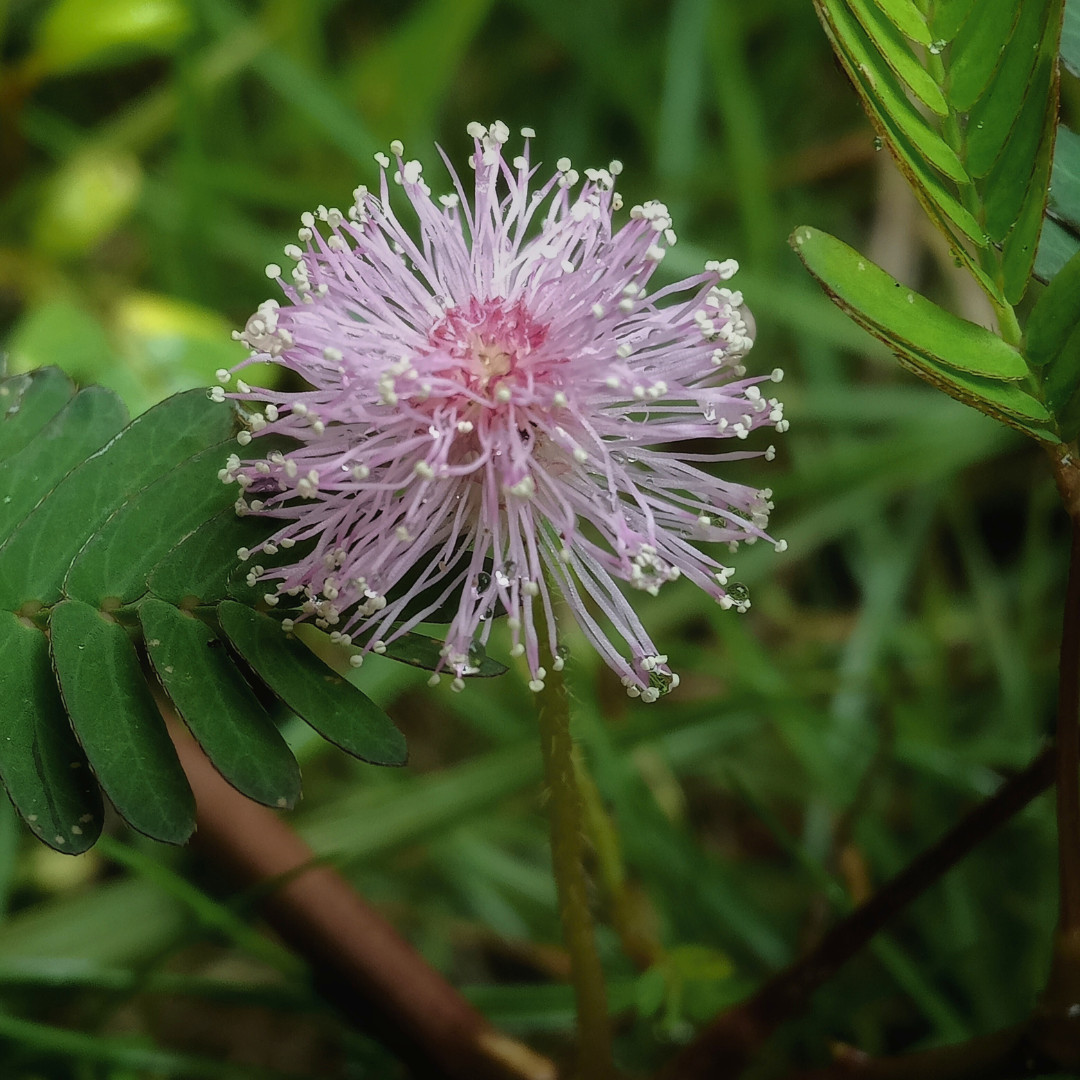Fresh Sensitive Plant Seeds | Mimosa Pudica | Heirloom Non-GMO | Flowers