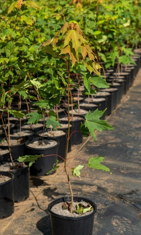 Sugar Maple Live Tree – 18-28″ Tall – 1gal Pot – Deciduous Tree Zones 3–8