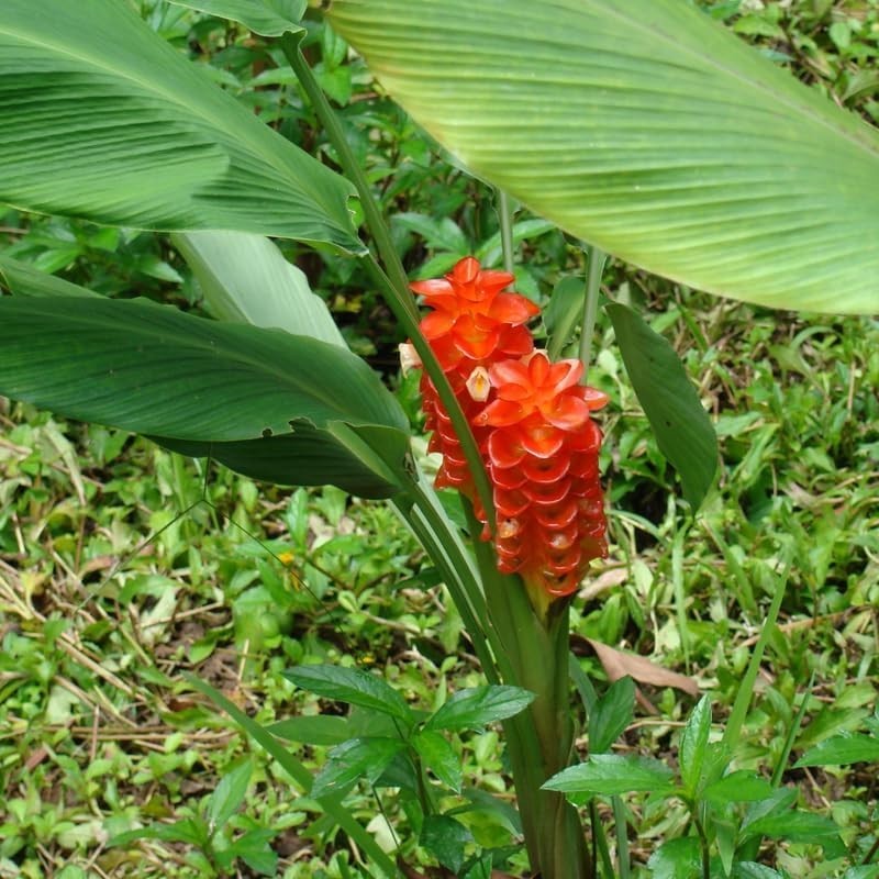 Ginger Curcuma Gold plant 4 to 6 inch Tall