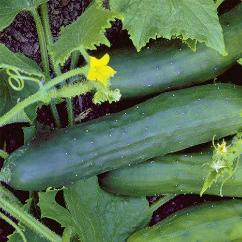 CUCUMBER ‘Heirloom Mix’ 25 Seeds ALL TYPES MIXED spring summer vegetable garden