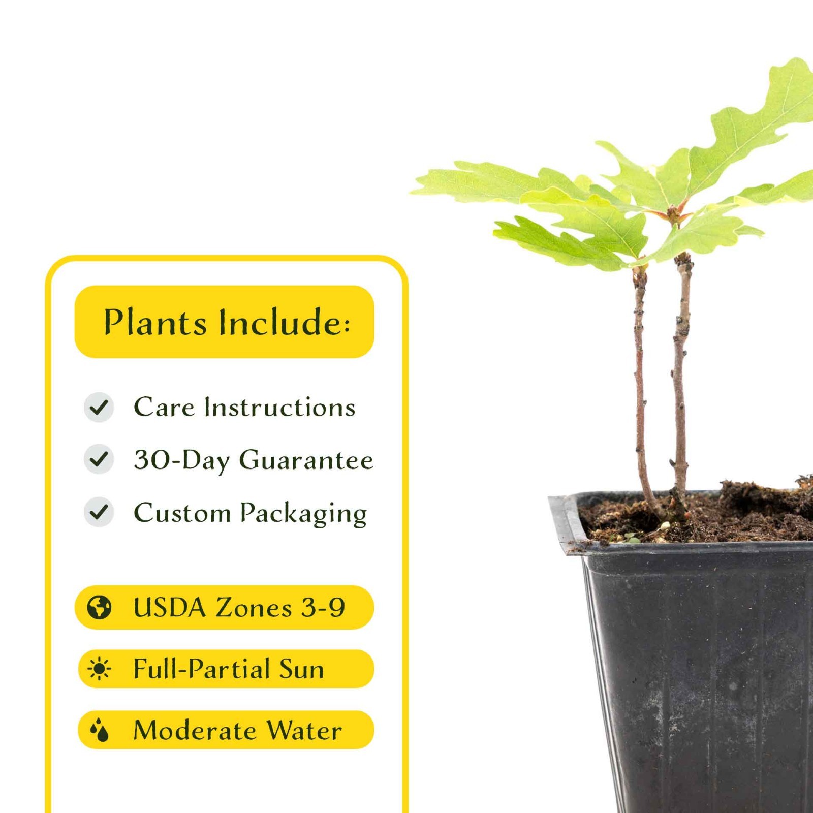 2 Gambel Oak Saplings in 3.5” Cube-Colorful Tree for Shade Landscaping (Quercus)