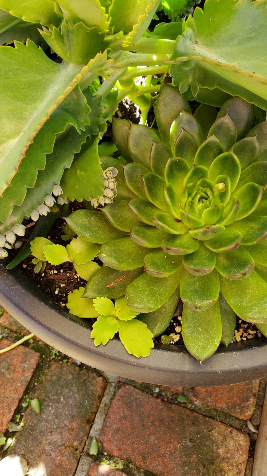 40 Succulent Assorted cuttings