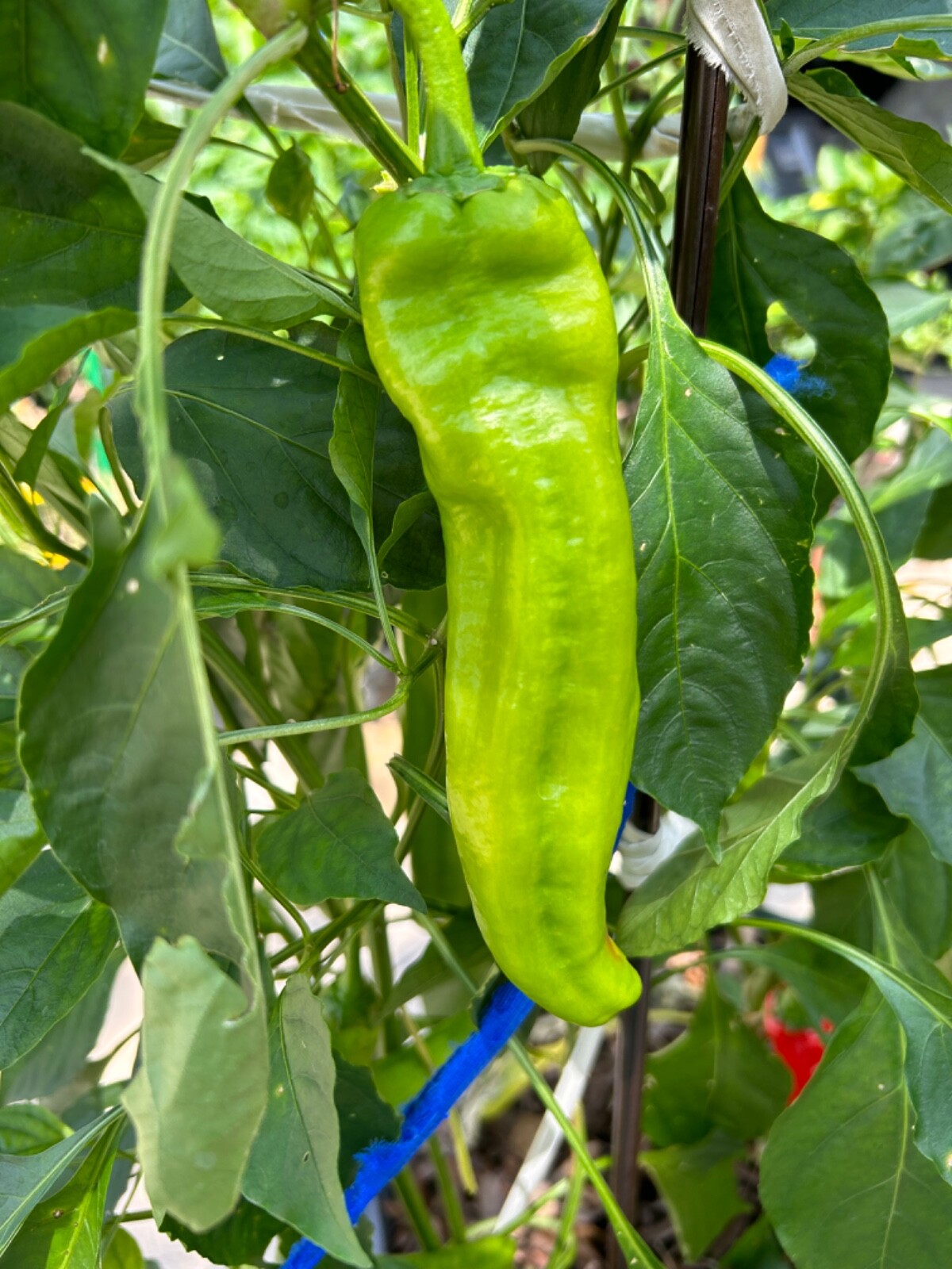 40+ Rare Red Authentic Penis Peter Pepper Seeds. Hot Heirloom Non Gmo