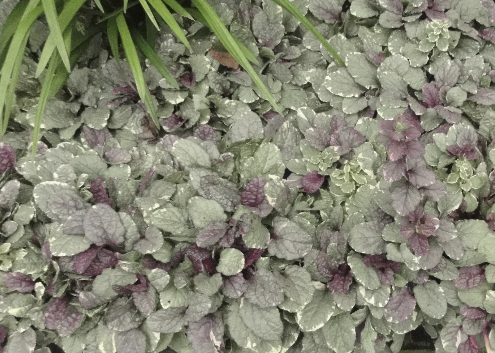 Ajuga Burgundy Glow 25 Plants in 3-1/2 inch Pots