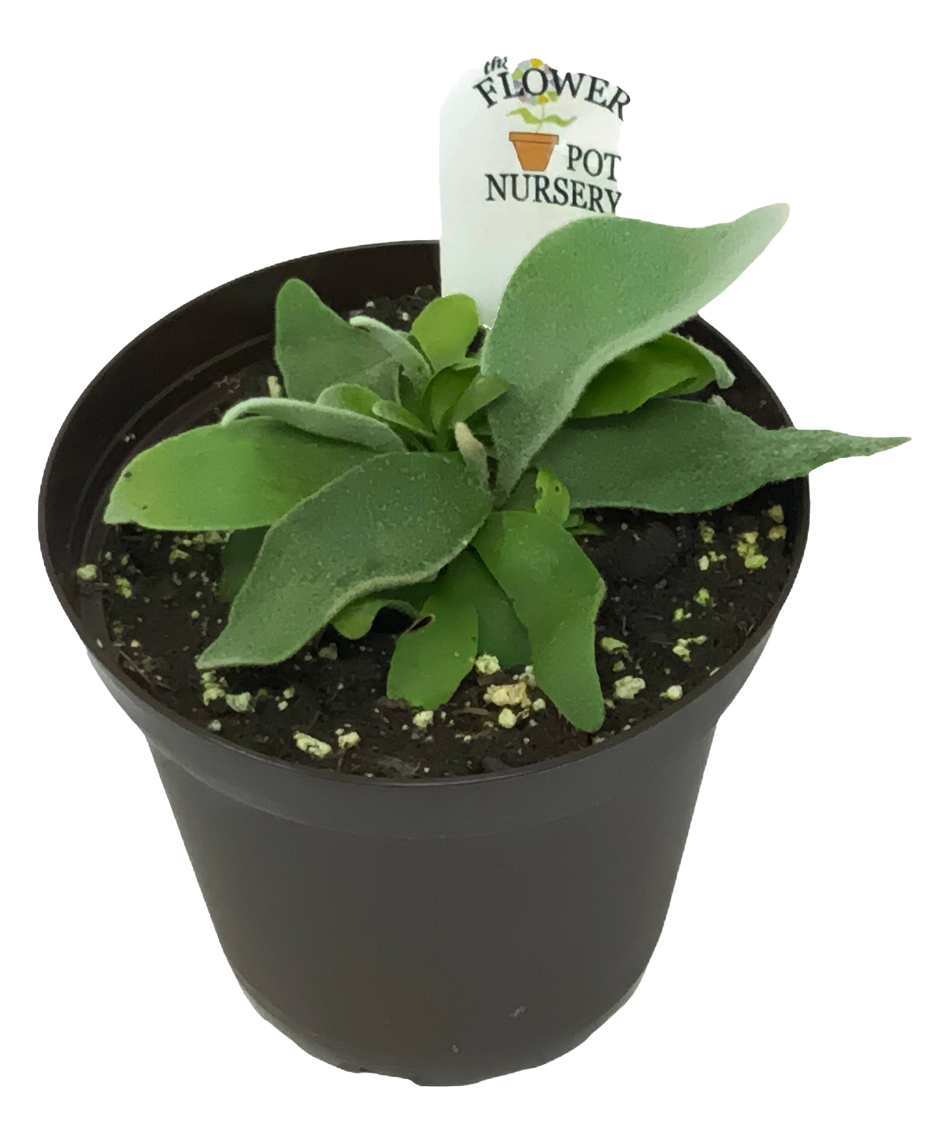 French Staghorn Fern – Platycerium veitchii ‘Lemoinei’ – 4″ Pot