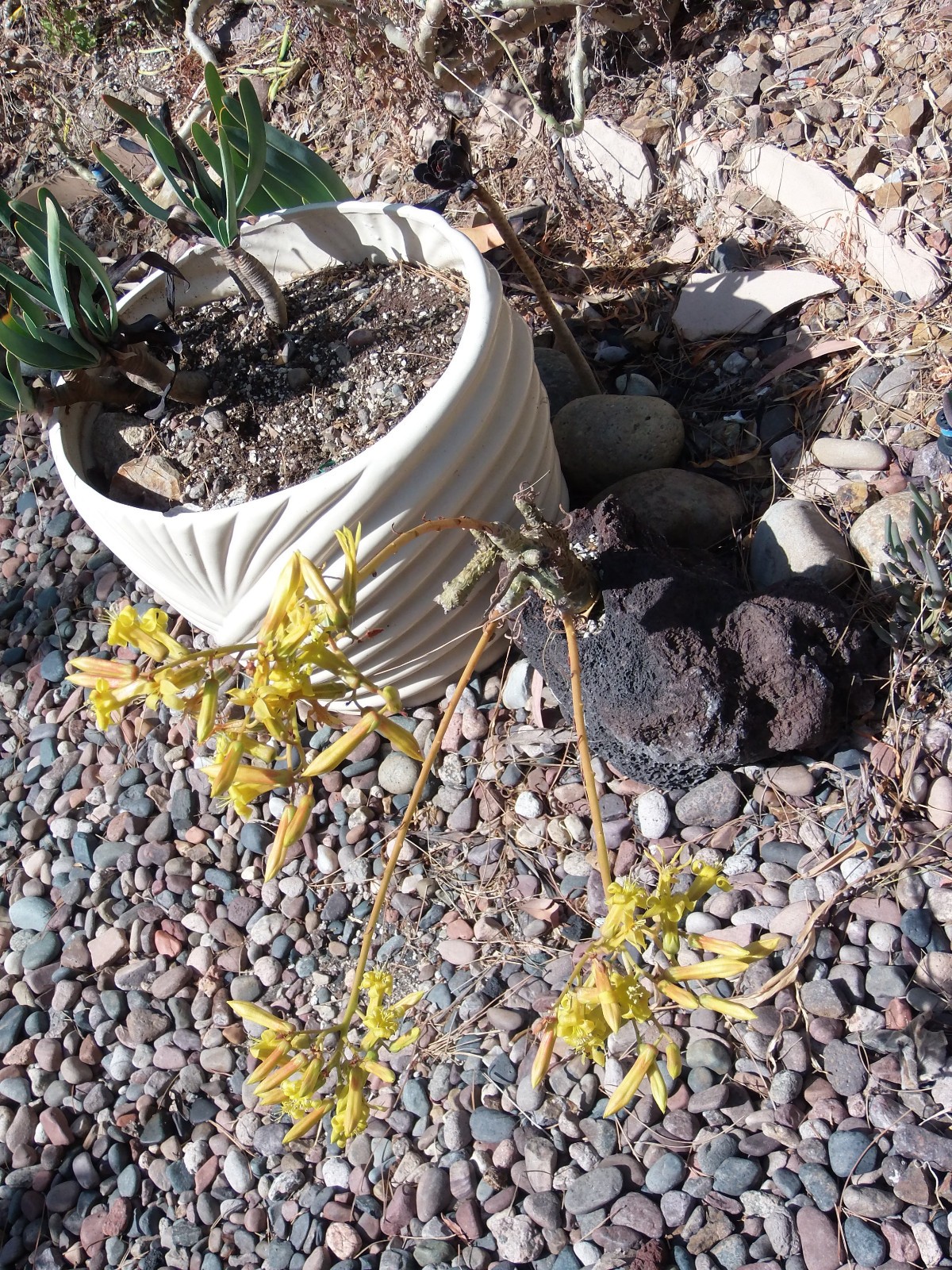 Tylecodon dinteri LARGE CUTTING FREE FLOWERING FAST GROWING