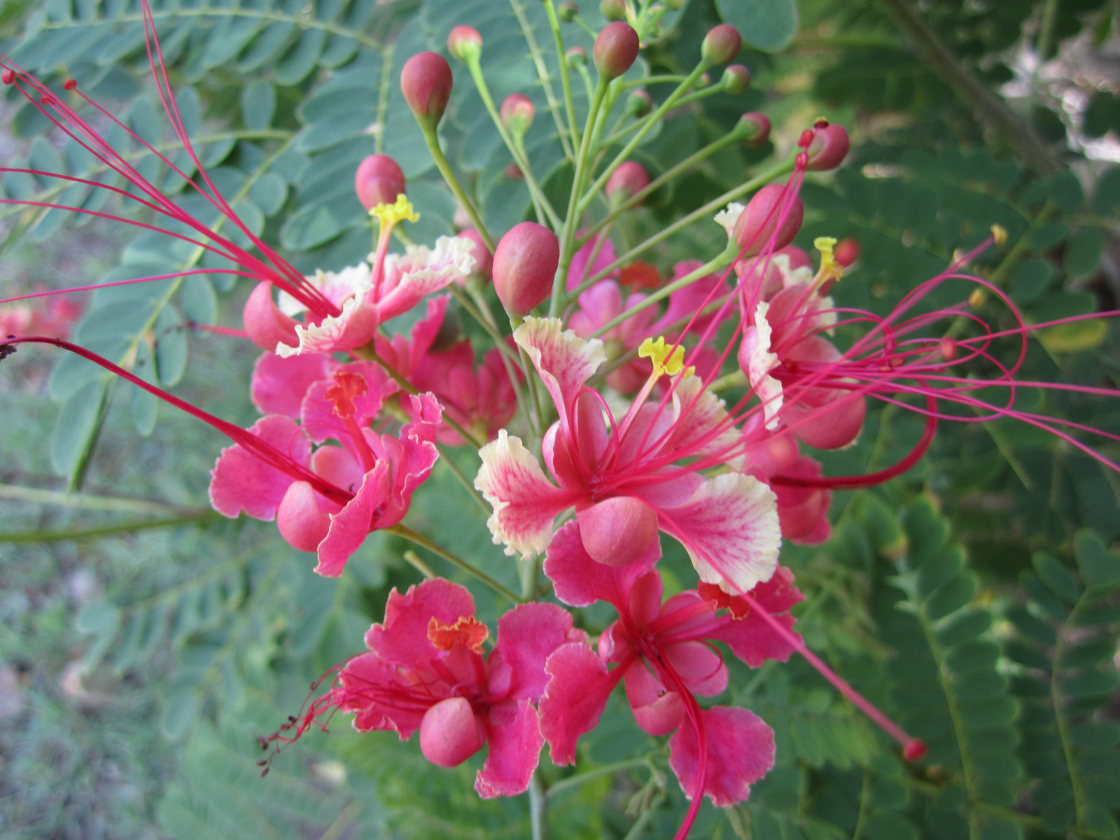 RED, PINK, YELLOW FLOWER MIX OF SEEDS PEACOCK ORCHID * CAESALPINIA PULCHERRIMA