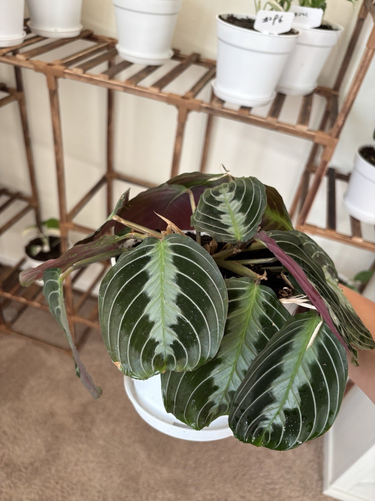 Marantha Black Prayer 6″ Pot Rare Exact Plant #010