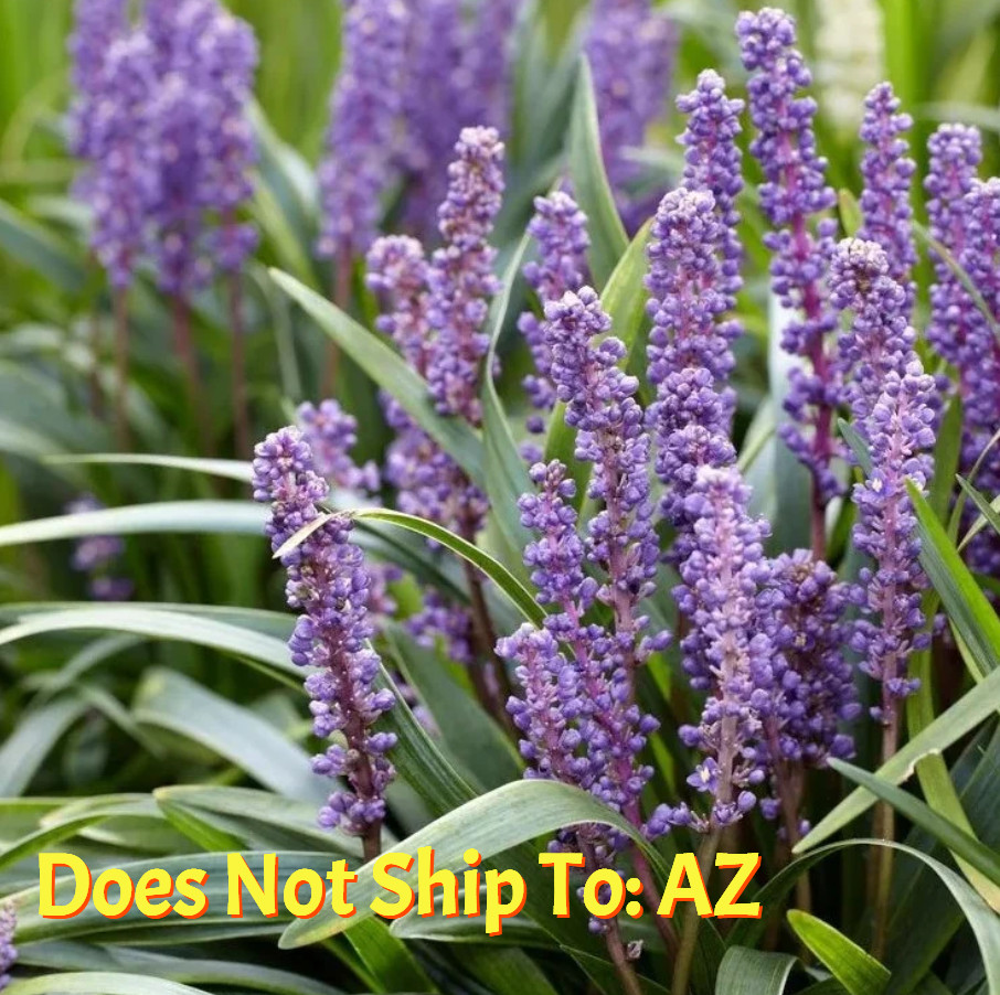 Liriope Muscari Grass Live Plant Super Blue Lilyturf 4 In-1 Gal Pot 4-12″ Tall
