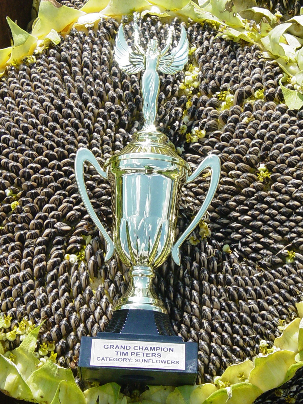 MAMMOTH GREY STRIPE SUNFLOWER / Monstrous & Gigantic in Size / Proven Performer