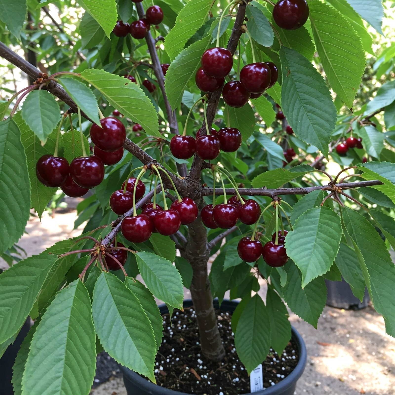 Montmorency Cherry Tree Live Plant Self Fertile Sour Tart Pie Fruit 4-5 Ft Tall