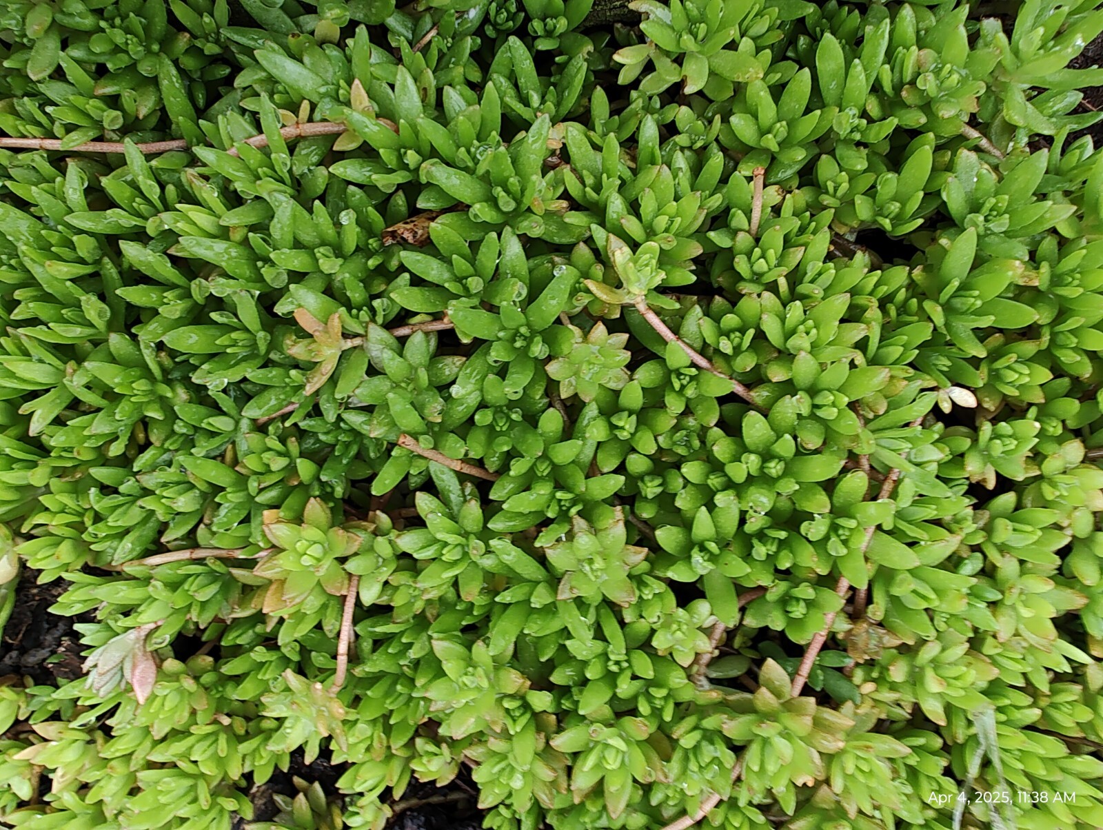 70 Cuttings Sedum Sarmentosum, Fast Growing, Creeping, Perennial, Live