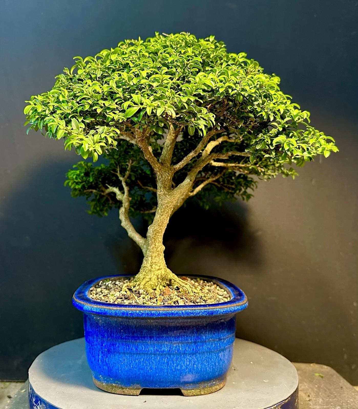 Bonsai Tree Kingsville Boxwood 25-27 Years 12.5” Tall, Korean Blue Glazed Pot