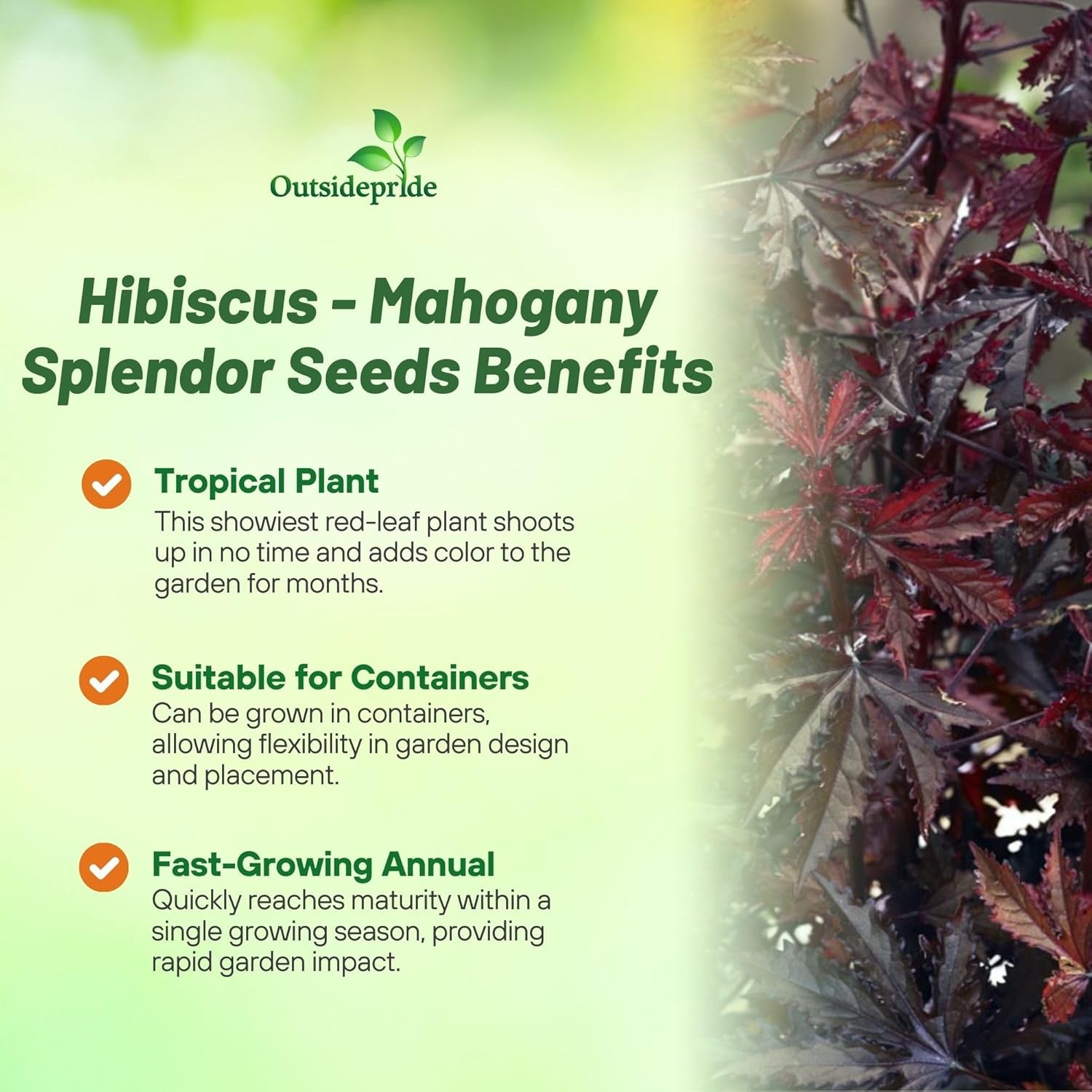 20 Seeds Drought Tolerant Hibiscus Mahogany Splendor Garden Flower Plant Seed