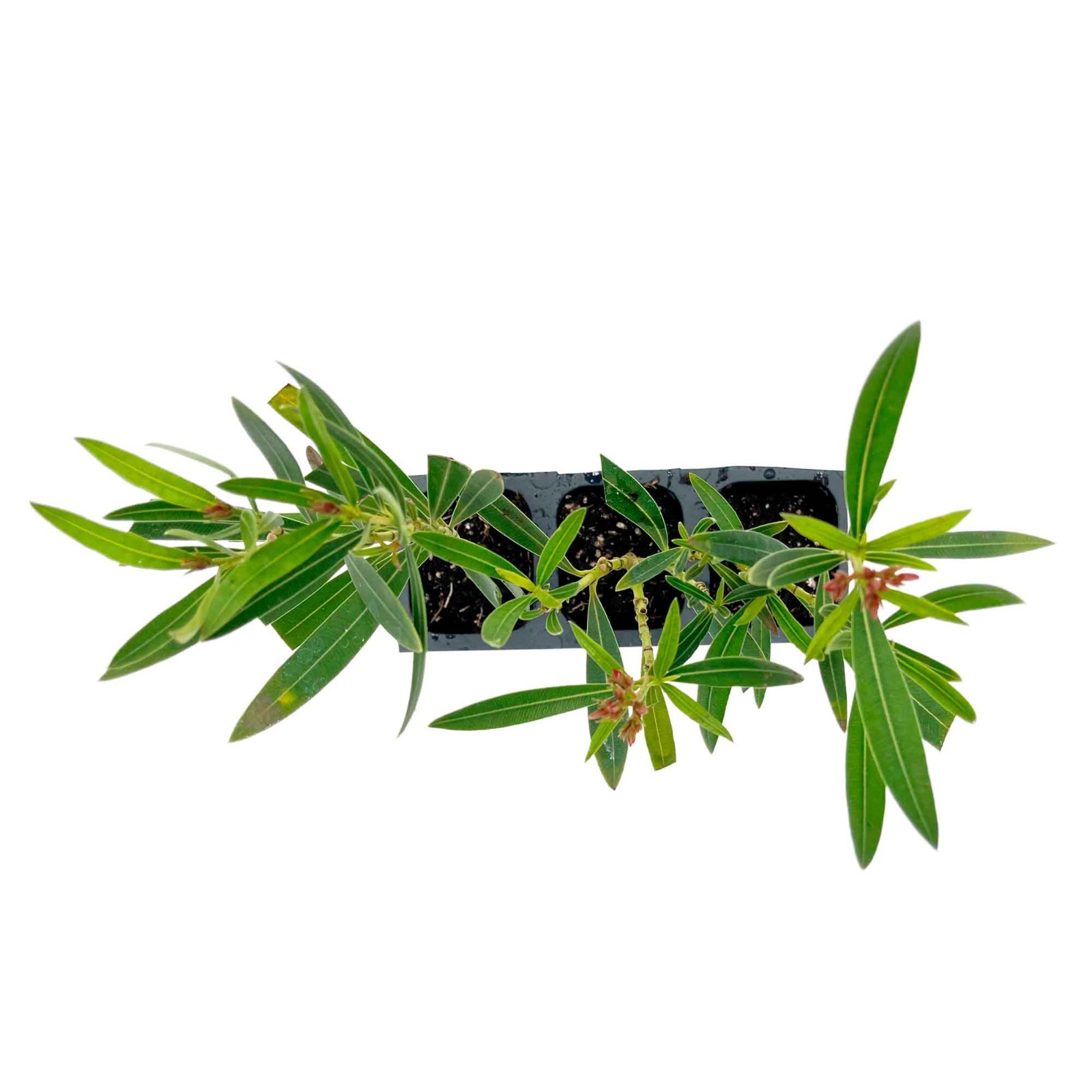 Petite Pink Dwarf Oleander (Nerium oleander ‘Petite Pink’) in 2.5″ Nursery Cubes