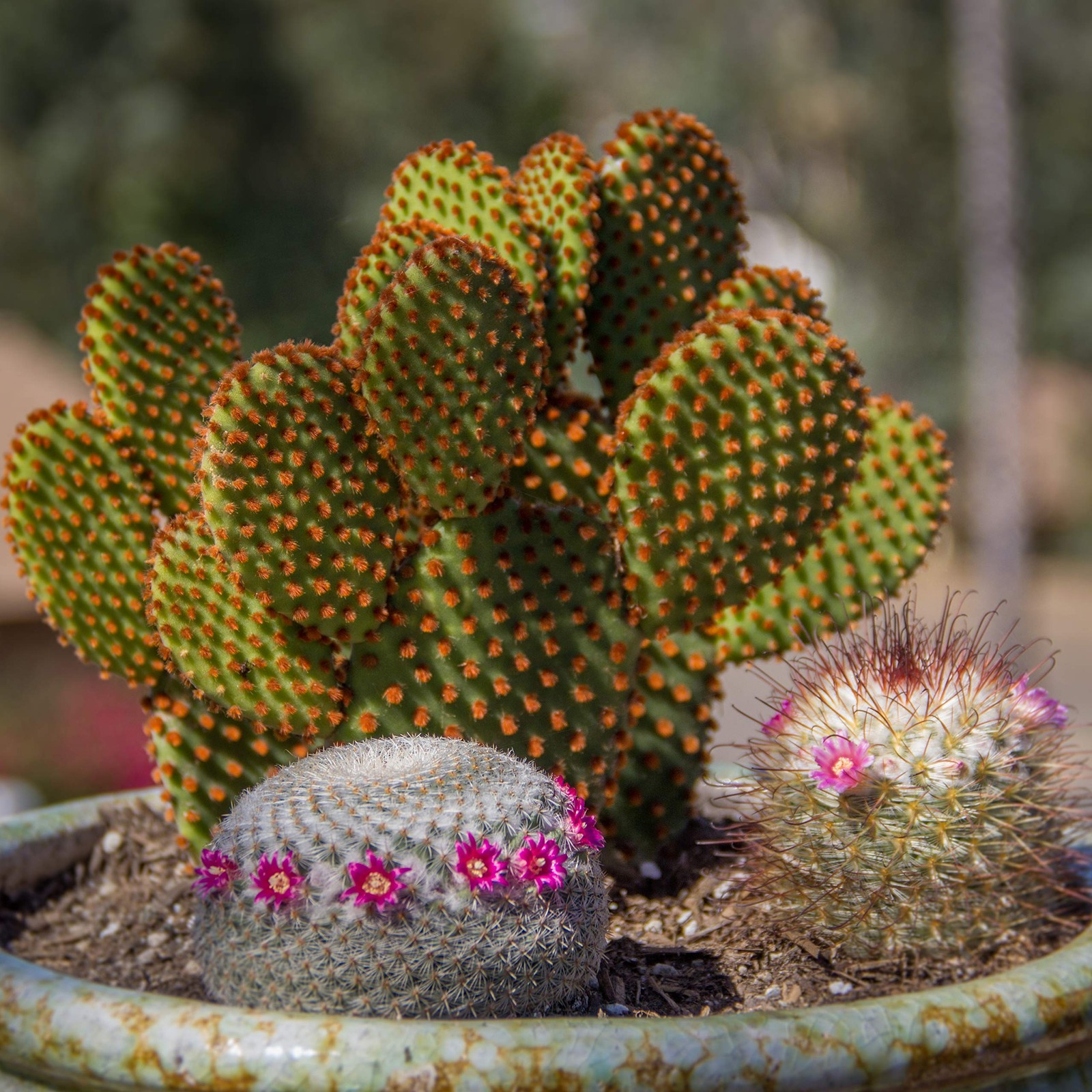 , Assorted Cactus Plants Live Succulents (8 Pack), Live Cactus Plant Lover Gi…