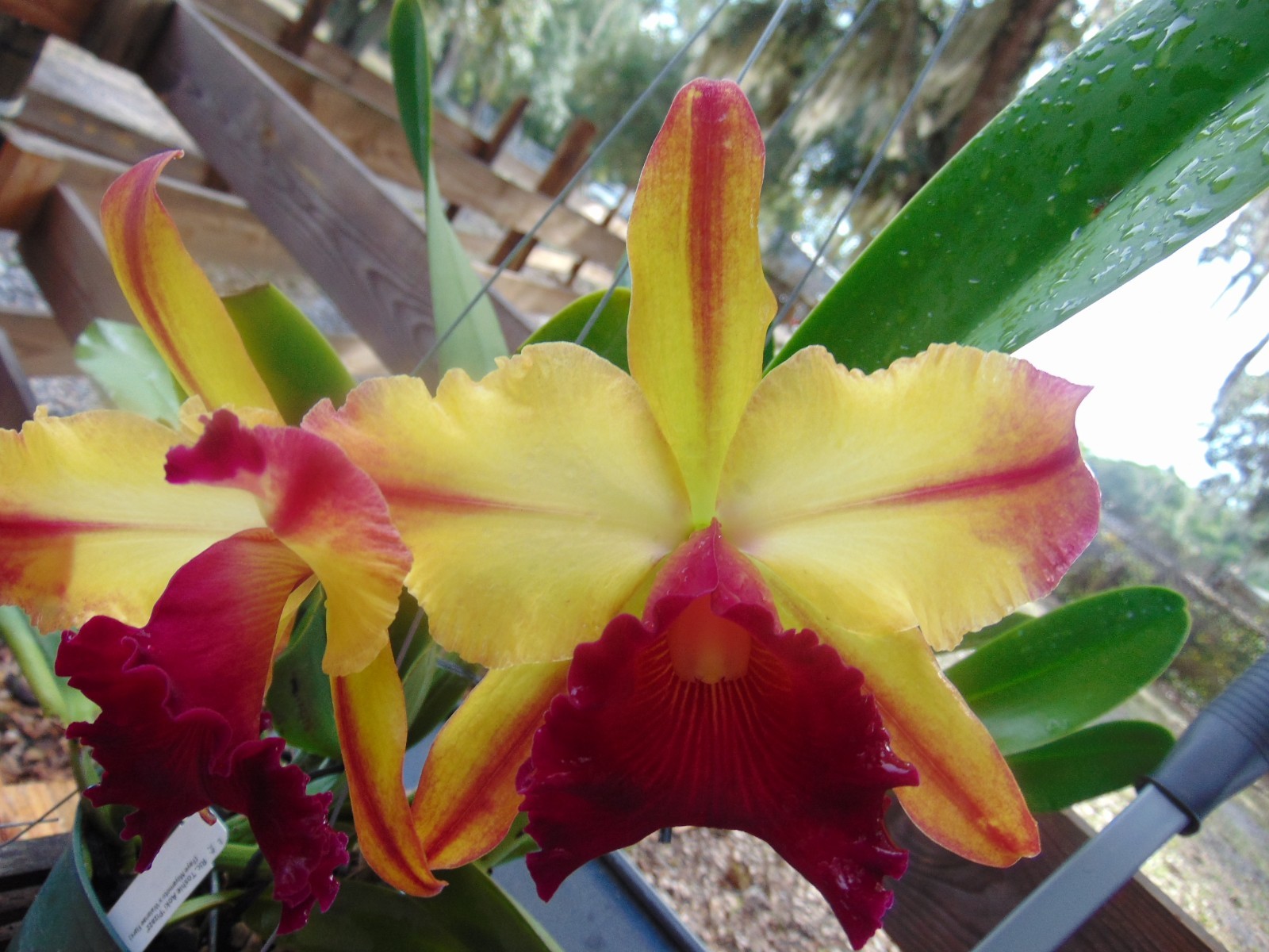 Blc. Toshie Aoki ‘Pizazz’ FLOWERS/SHEATH 6″ pot HUGE PLANT