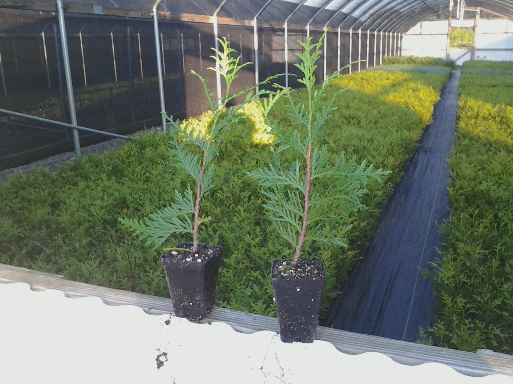 10 Green Giant 2.5″ pot 6-12″ tall ArborvitaeThuja plicata
