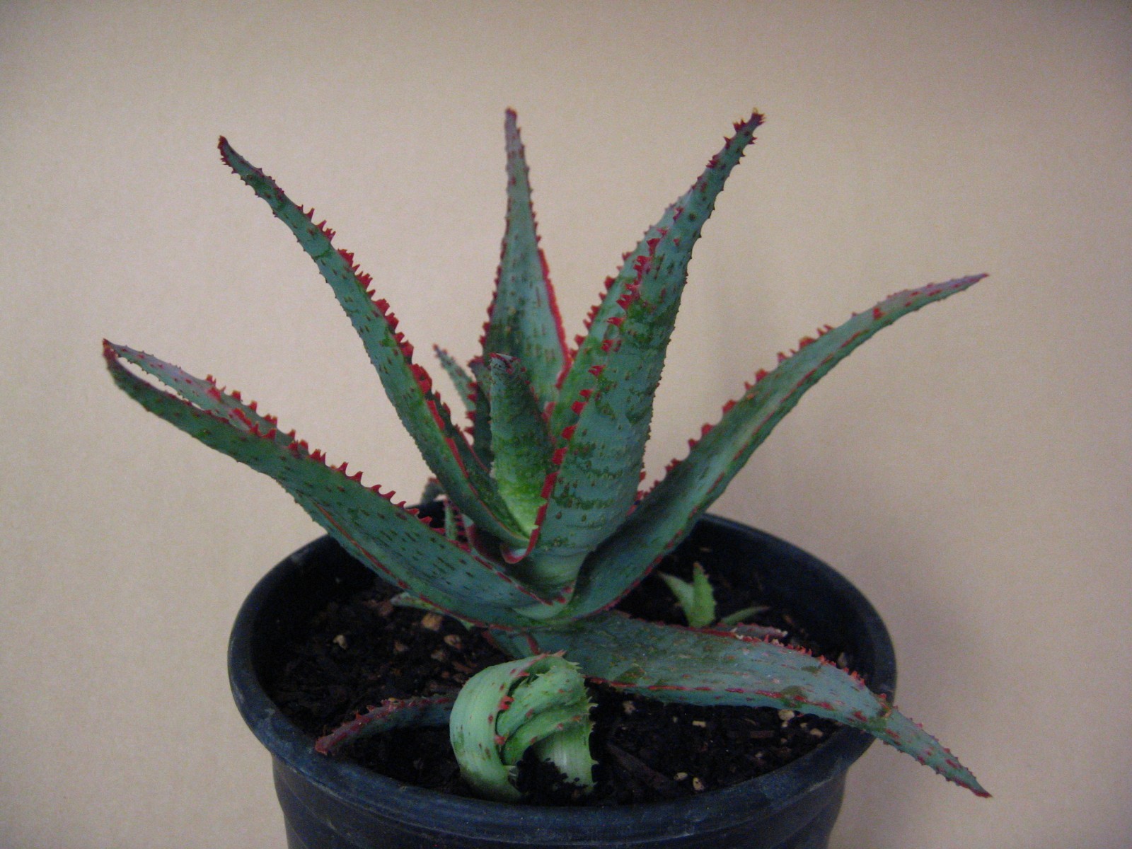 Aloe “Dracula’s Blood” Hybrid — Rare Succulent With 4 Offsets SUMMER SALE!!