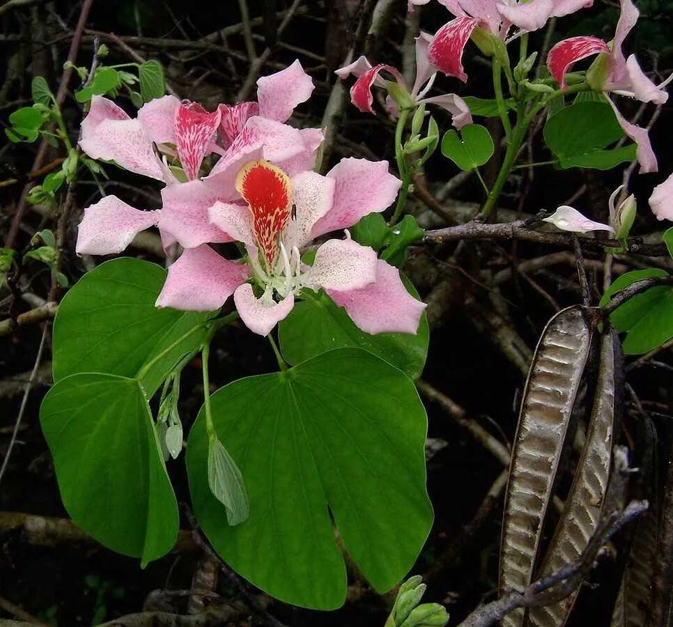 5+ Pink Hong Kong Orchid Tree Seeds FL-Grown Rare Beauty (Bauhinia monandra)