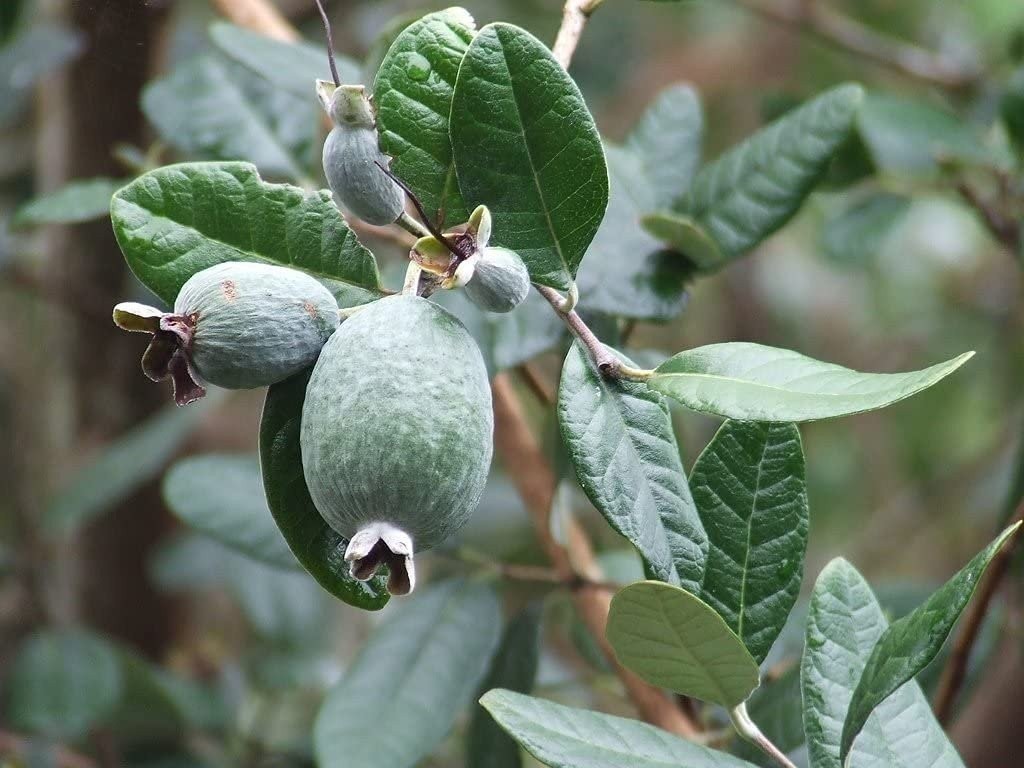 Pineapple Guava Plant – Live 4 Inch Plants – Feijoa Sellowiana – Edible…